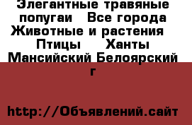 Элегантные травяные попугаи - Все города Животные и растения » Птицы   . Ханты-Мансийский,Белоярский г.